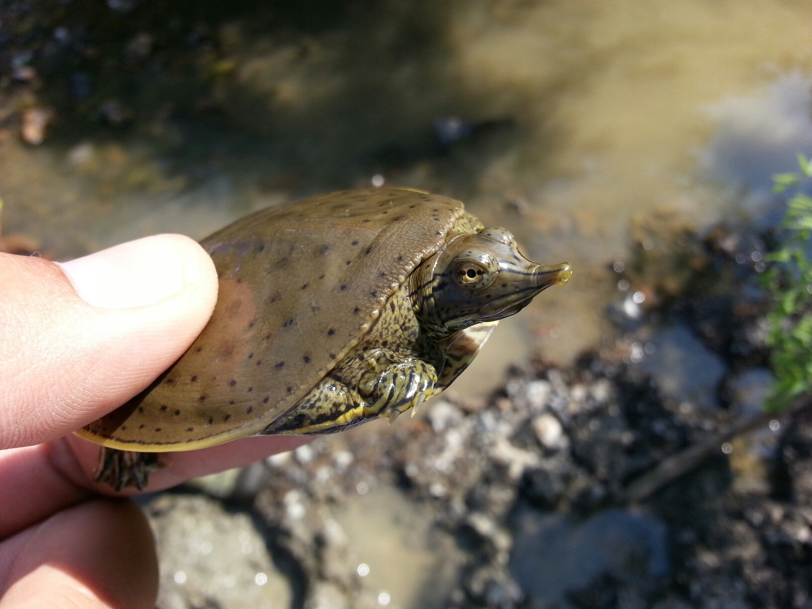 Person holding small softshell turtle